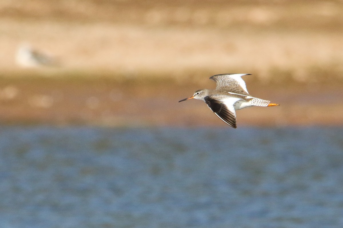 Common Redshank - ML646300782