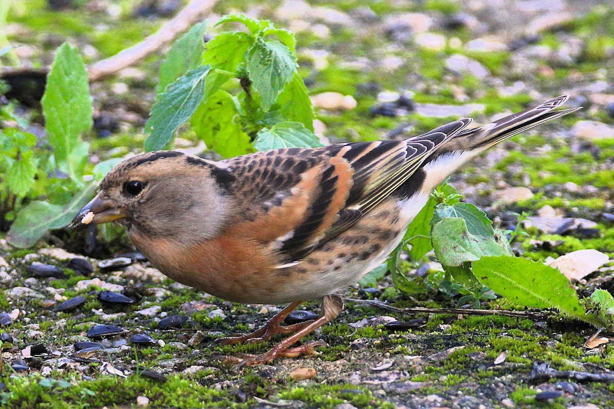 Brambling - ML646300787