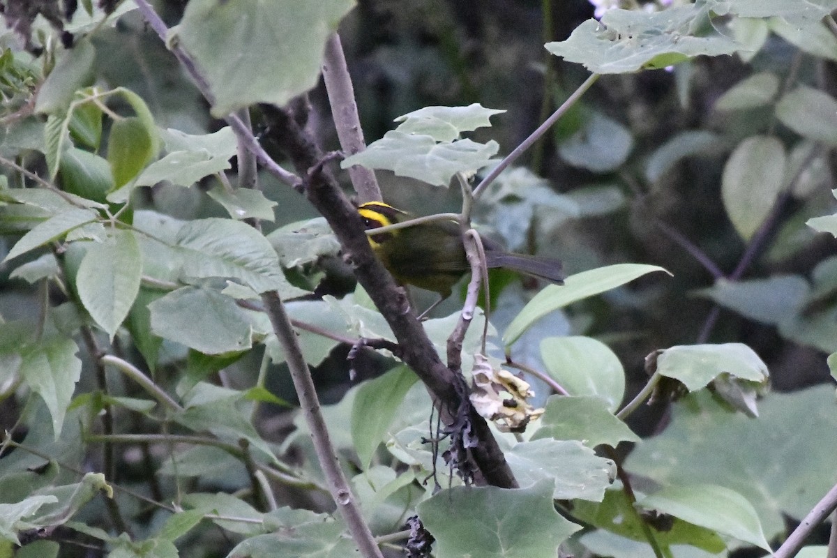 Golden-browed Warbler - ML646300794