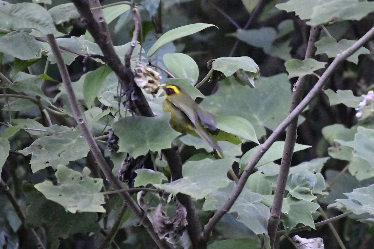 Golden-browed Warbler - ML646300795