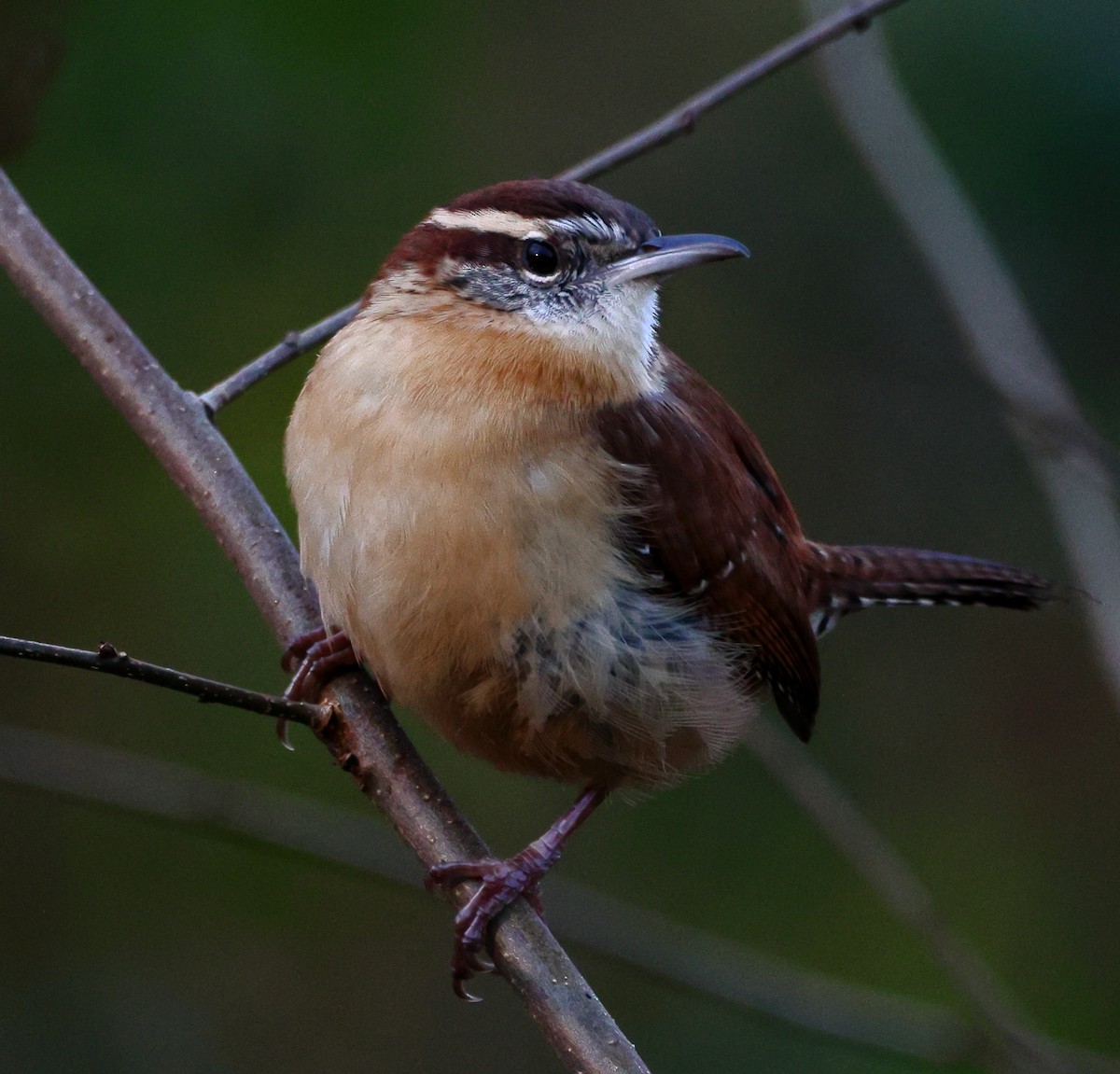 チャバラマユミソサザイ - ML646300804