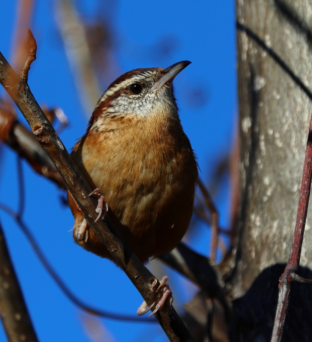 チャバラマユミソサザイ - ML646300805