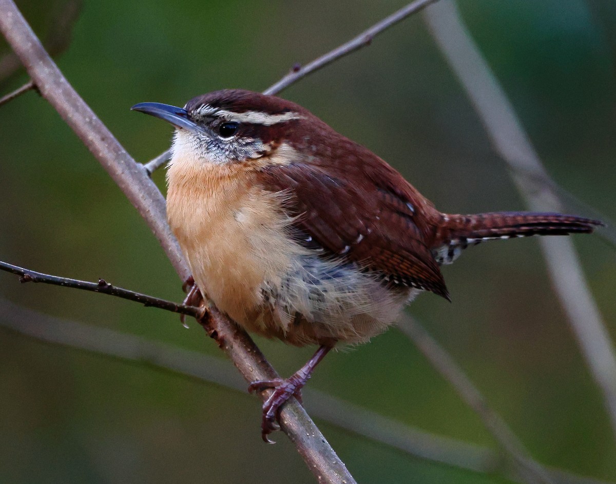 チャバラマユミソサザイ - ML646300806