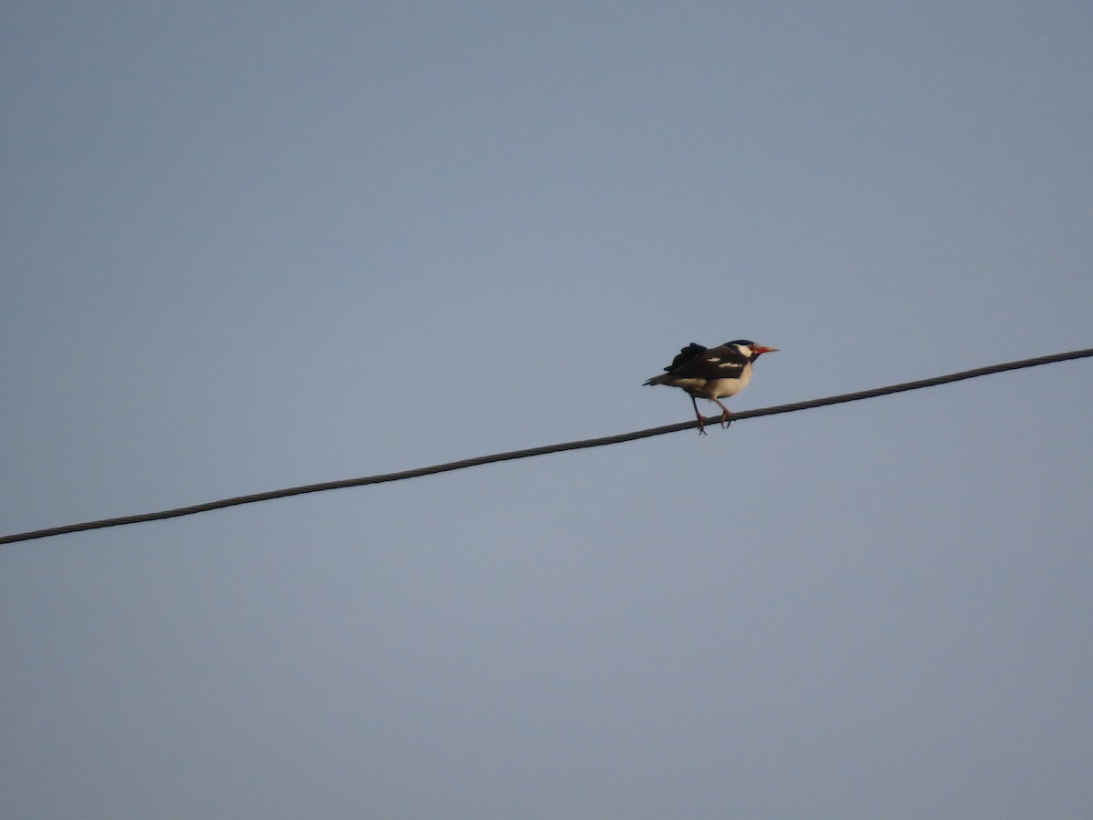 Indian Pied Starling - ML646300808