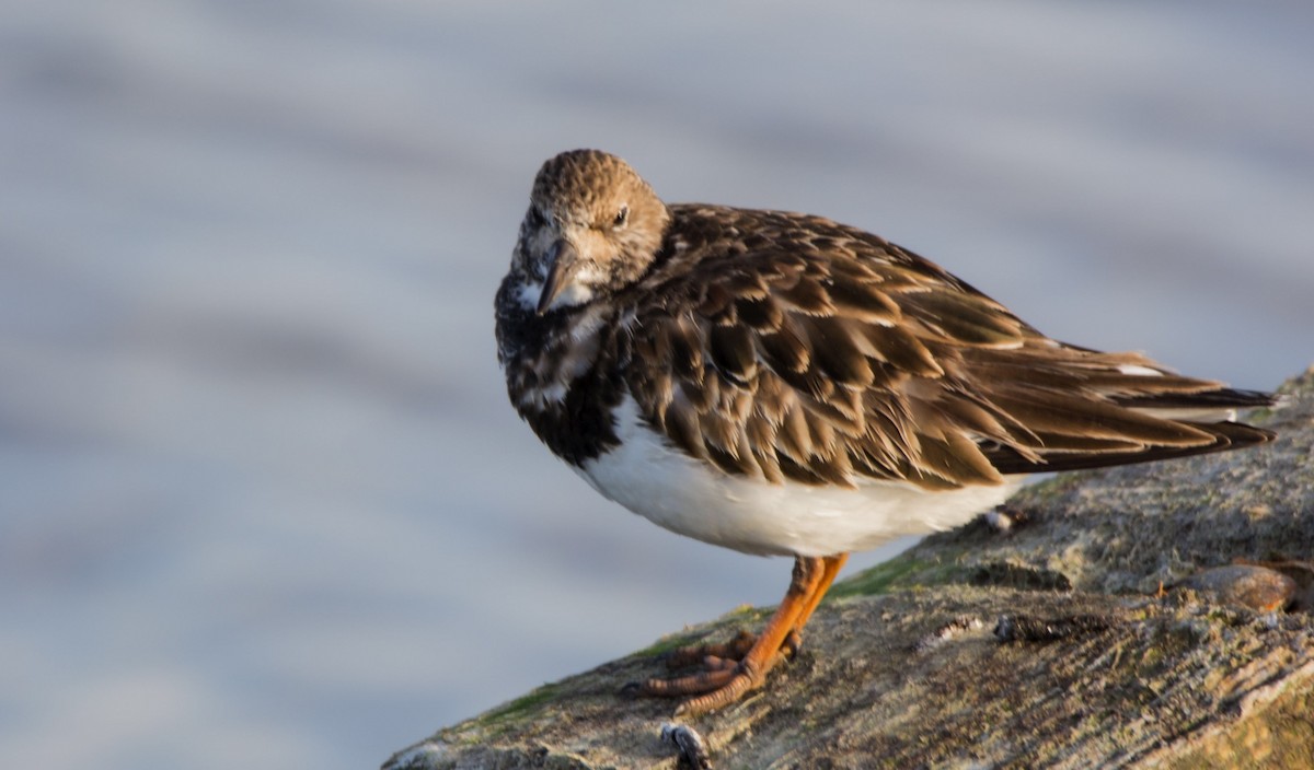 Ruddy Turnstone - ML646300818