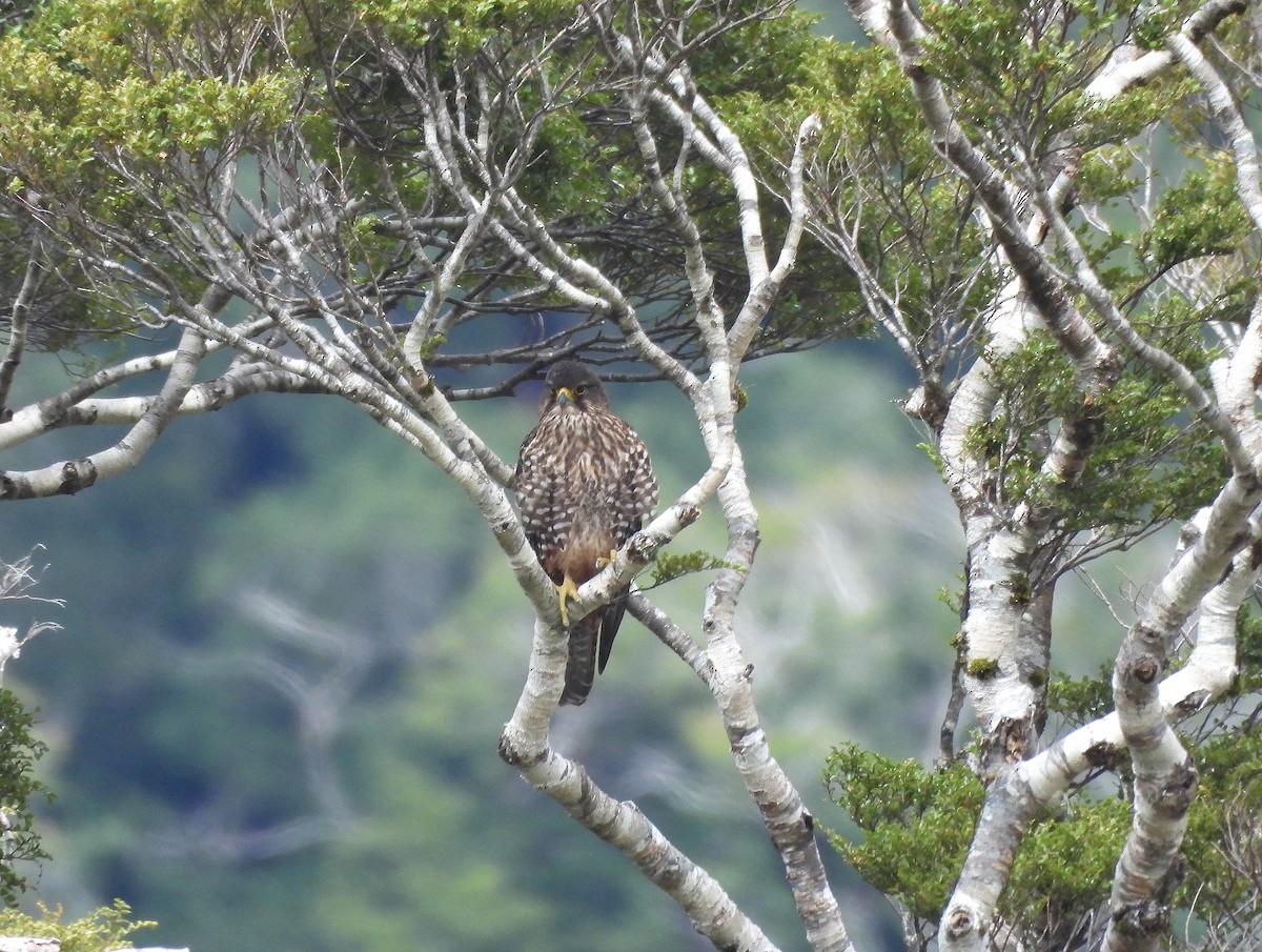 New Zealand Falcon - ML646300819