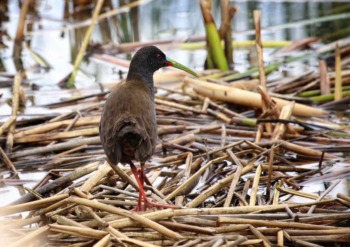 Пастушок аргентинський - ML646300820