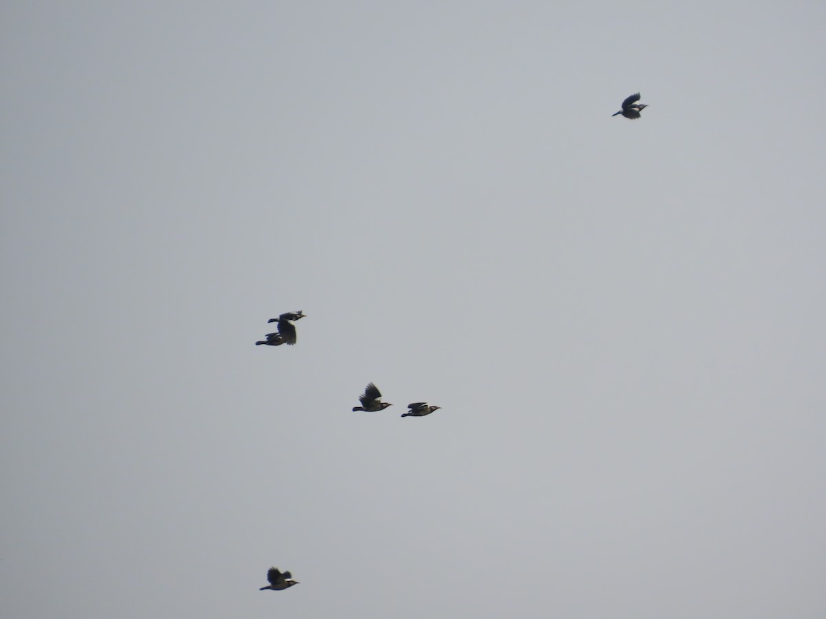 Indian Pied Starling - ML646300822
