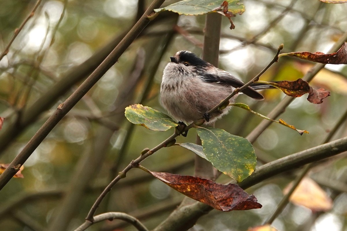 Long-tailed Tit - ML646300828