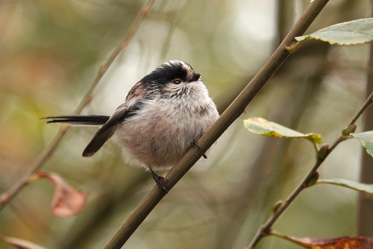 Long-tailed Tit - ML646300829