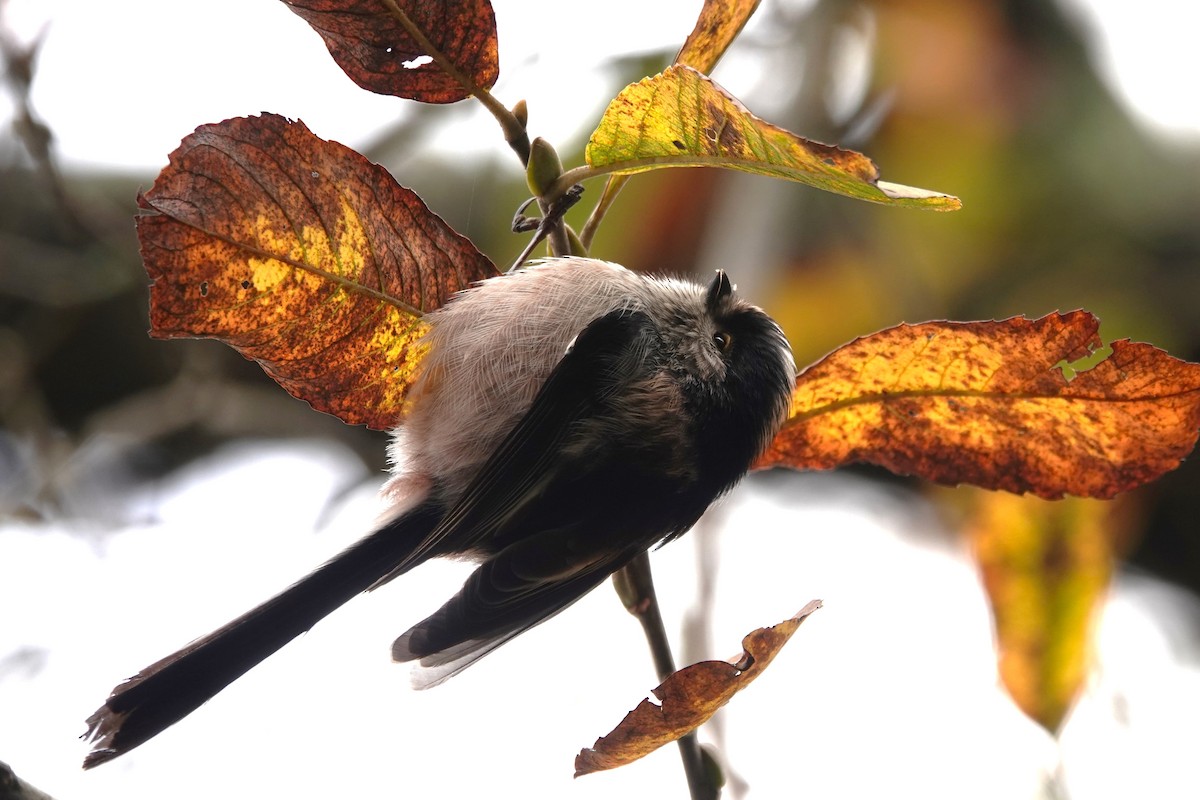 Long-tailed Tit - ML646300830