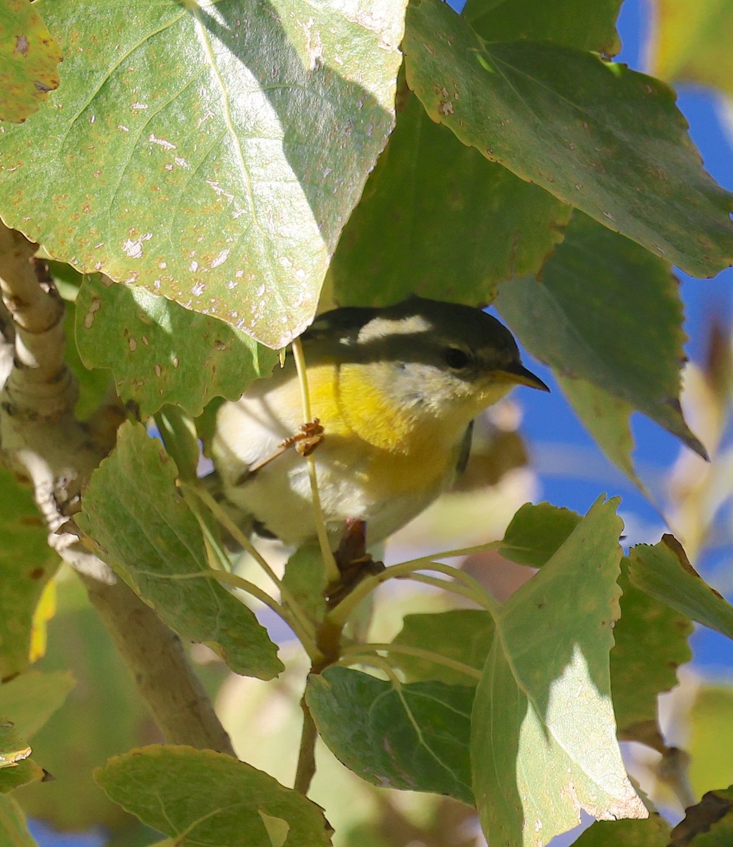 Northern Parula - ML646300832