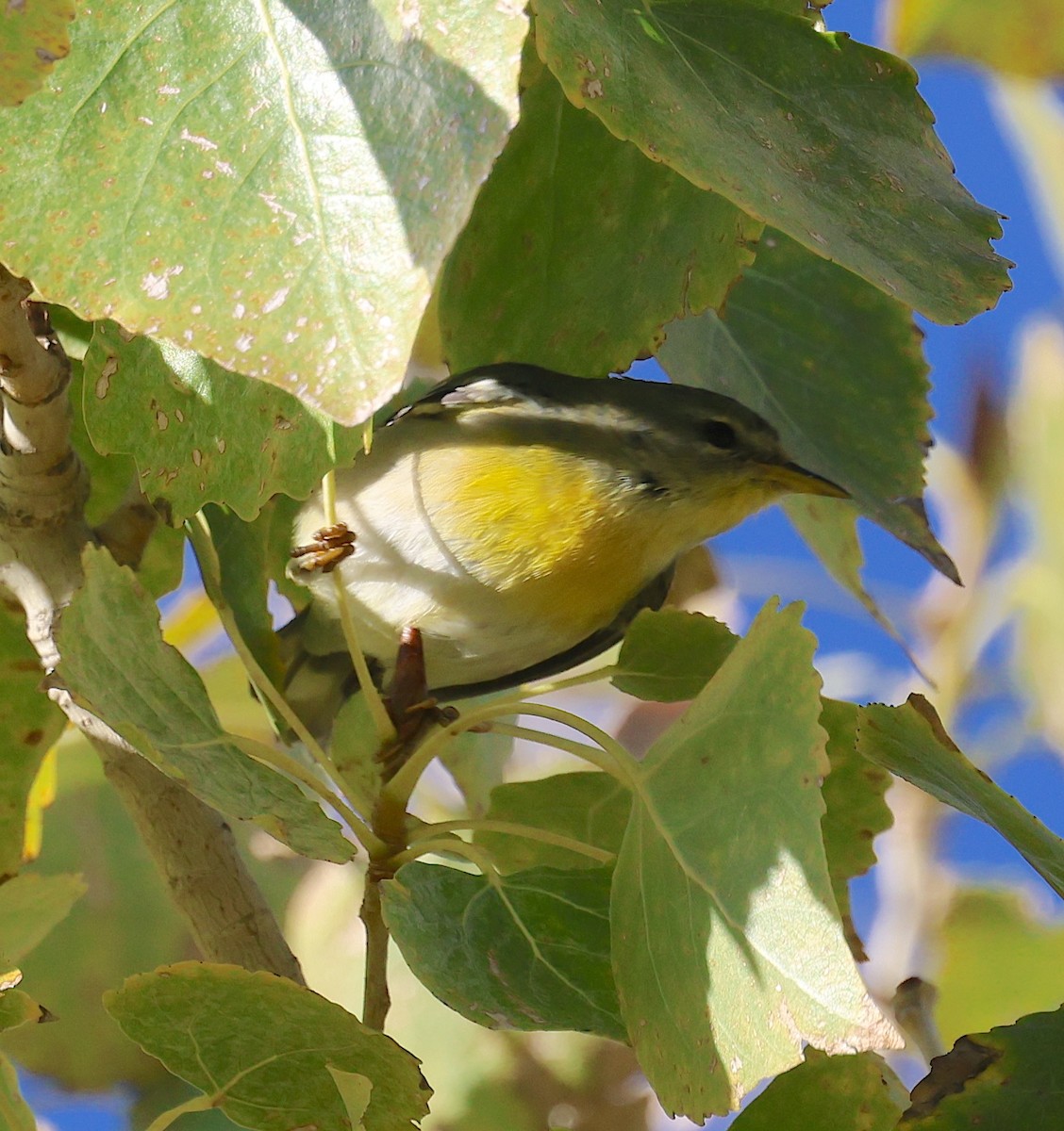 Northern Parula - ML646300833
