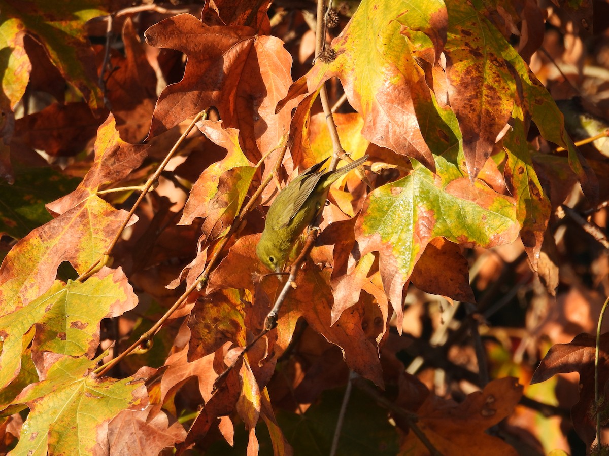 Orange-crowned Warbler - ML646300835