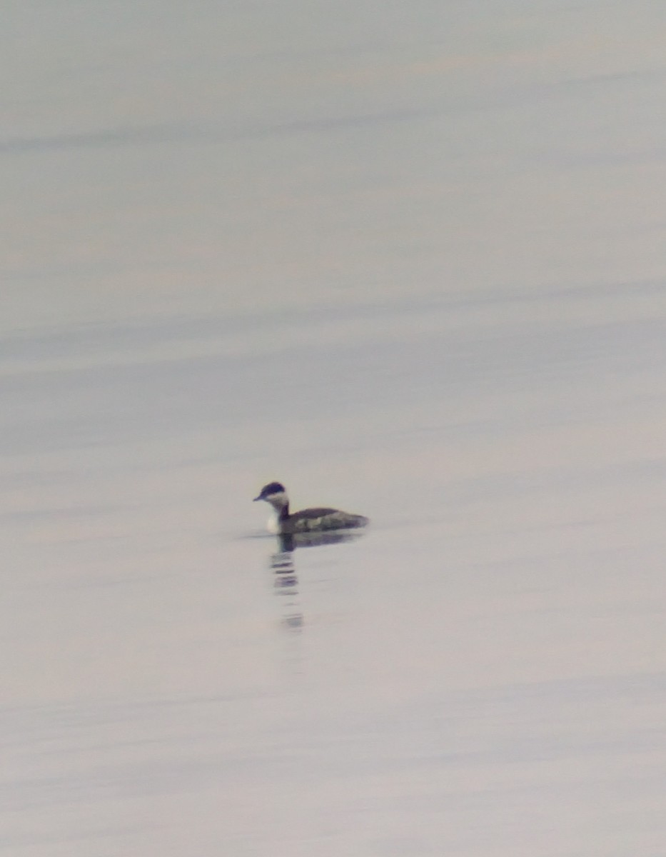 ミミカイツブリ - ML646300836