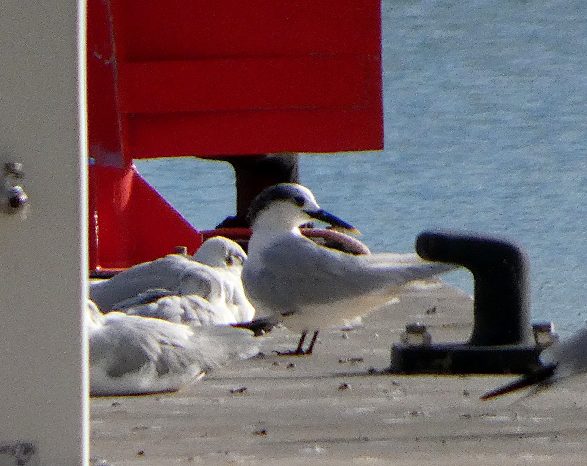 Sandwich Tern - ML646300837