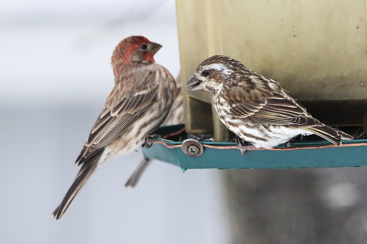 Purple Finch - ML646300841