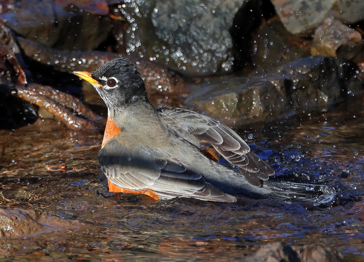 コマツグミ - ML646300844