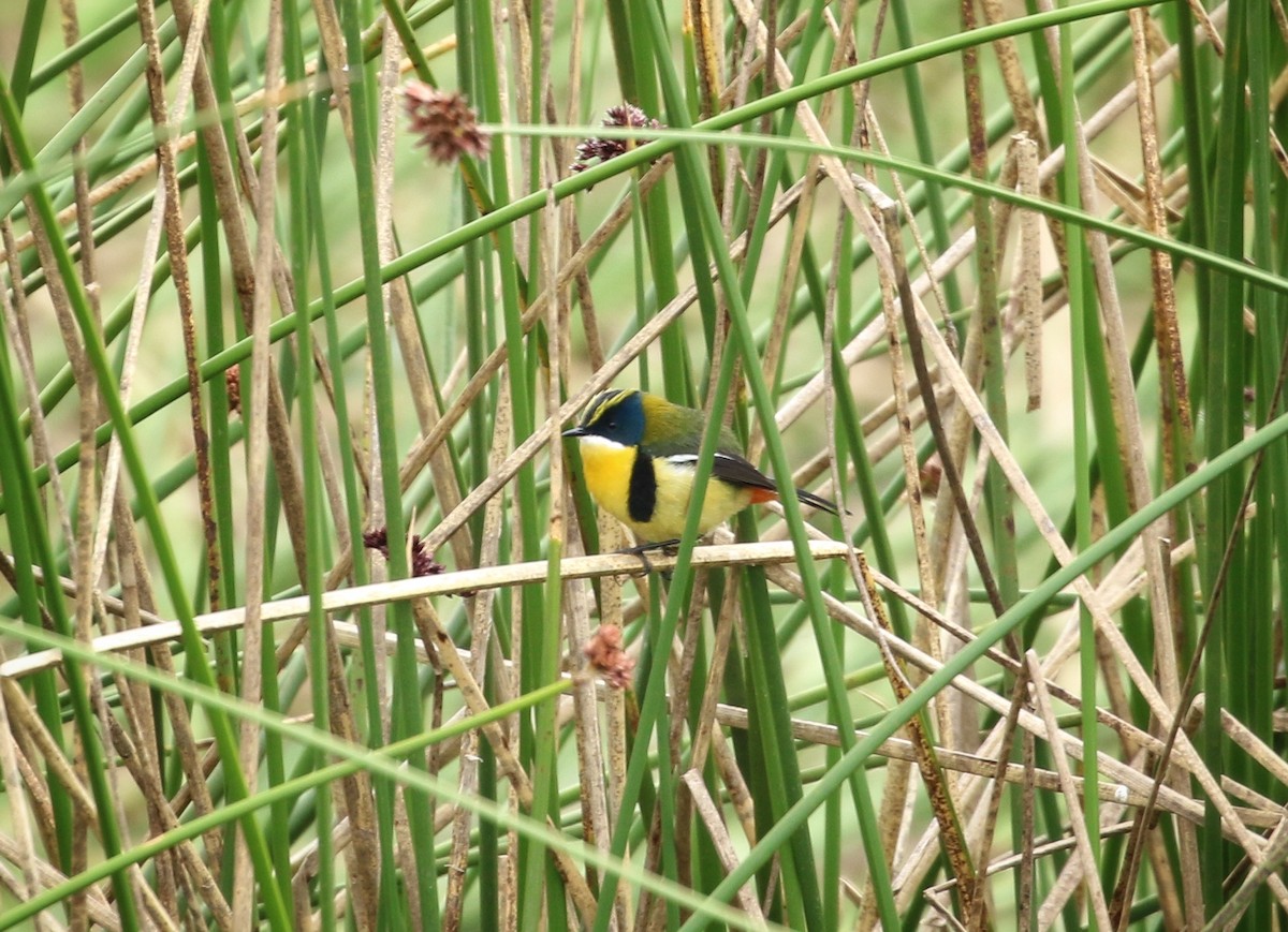 Тачурі - ML646300846