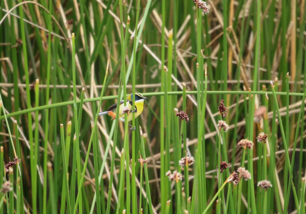 Тачурі - ML646300847