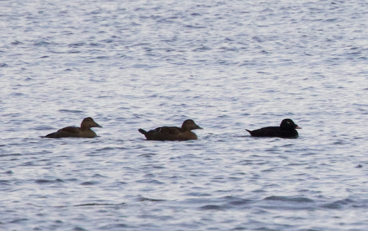 Macreuse à ailes blanches - ML646300851