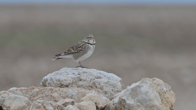 Степной жаворонок - ML646300856