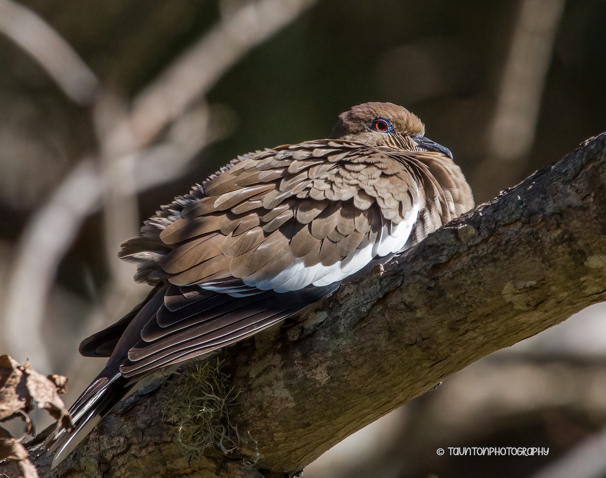 White-winged Dove - ML646300858