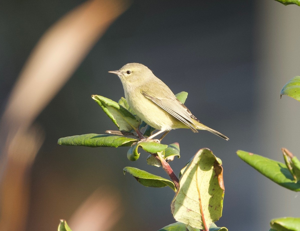 Orange-crowned Warbler (Gray-headed) - ML646300860