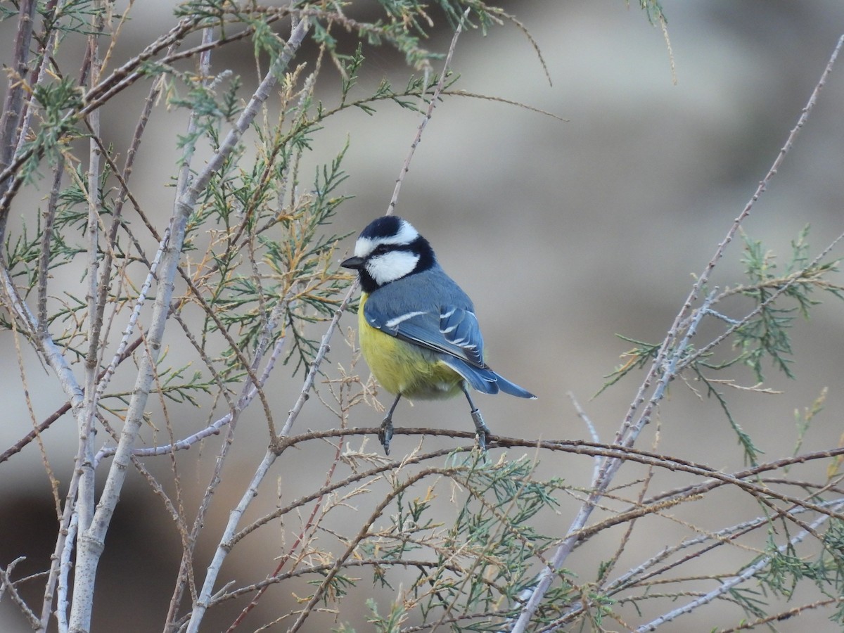 Синиця канарська - ML646300861