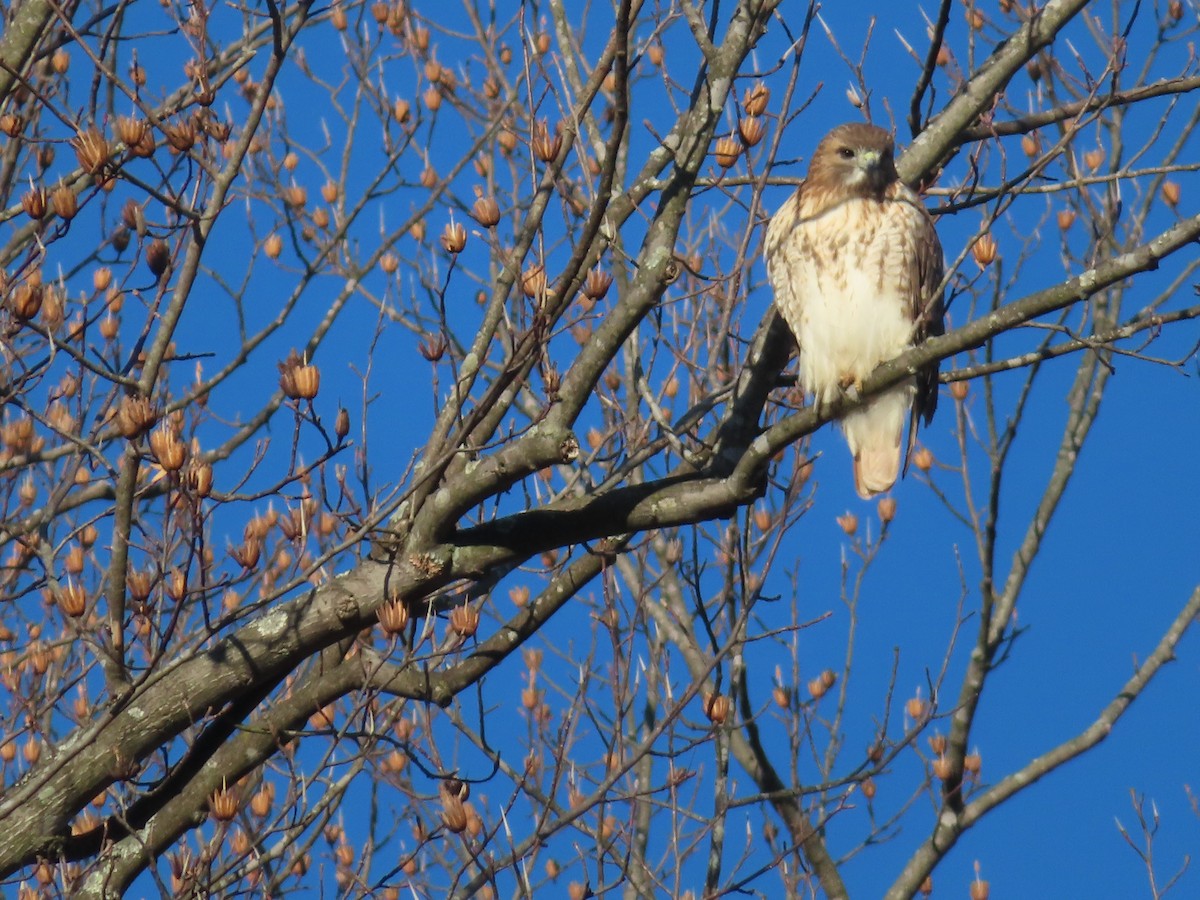 Канюк неоарктичний - ML646300862