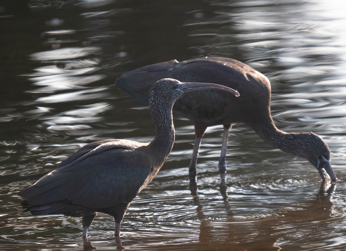 Коровайка бура - ML646300863