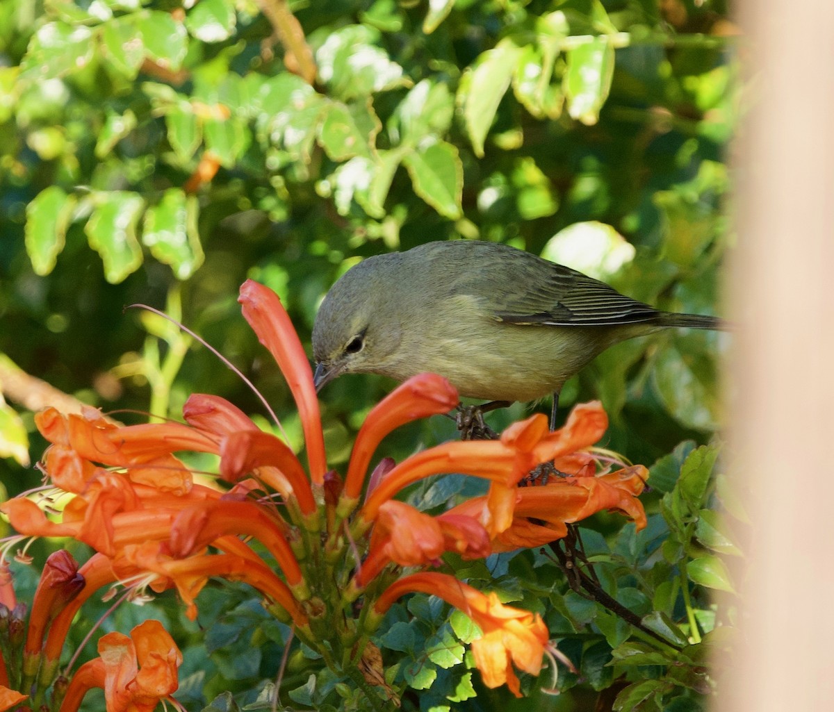 Червоїд оливковий (підвид celata/orestera) - ML646300864