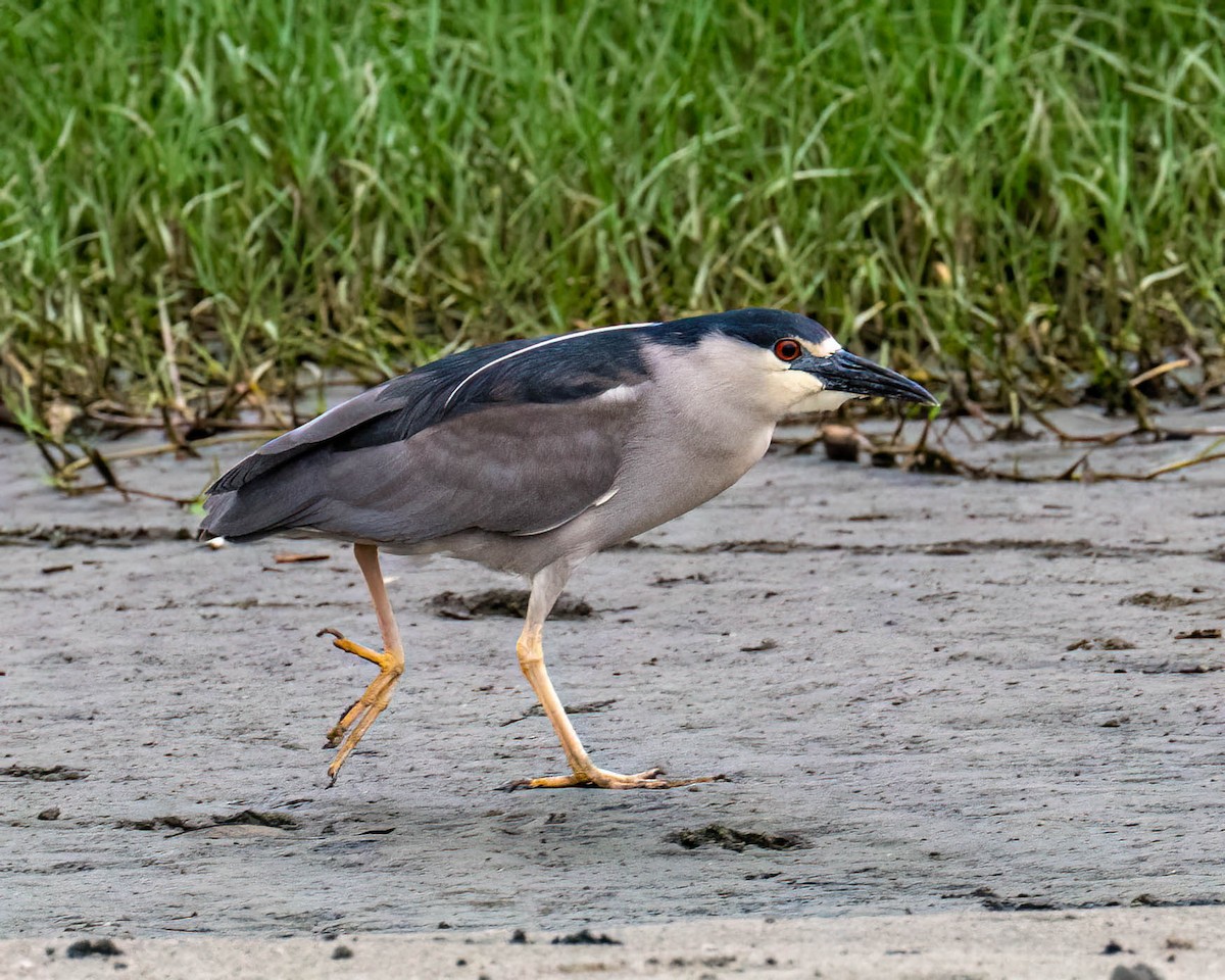 Квак звичайний - ML646300867