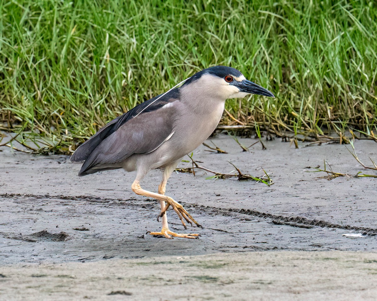 Квак звичайний - ML646300868