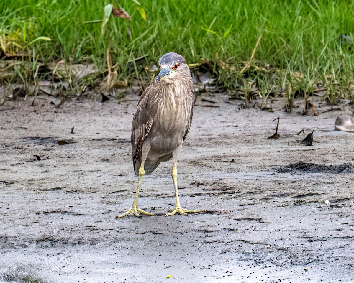 Квак звичайний - ML646300869