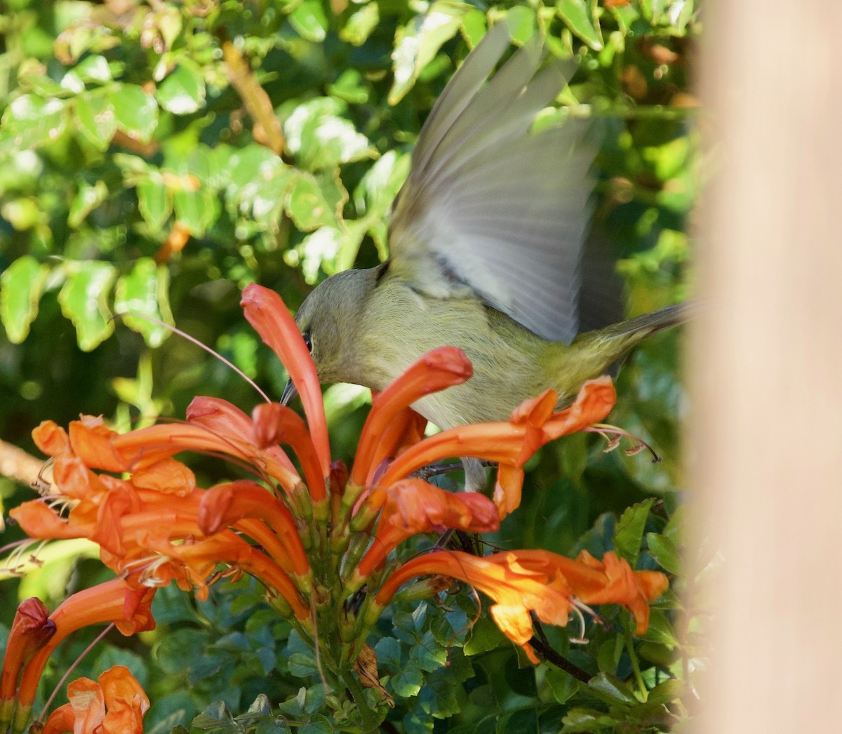 Червоїд оливковий (підвид celata/orestera) - ML646300870