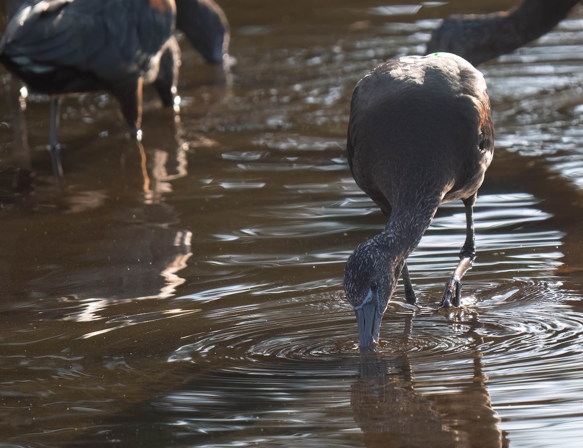 Коровайка бура - ML646300871