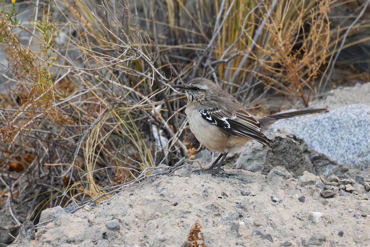 Пересмішник патагонський - ML646300873