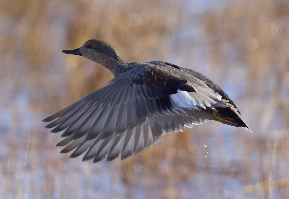 Ipar-ahatea - ML646300876