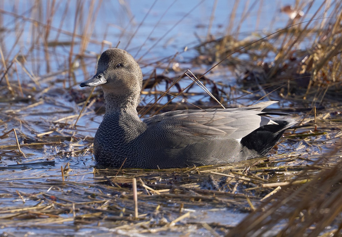 Ipar-ahatea - ML646300877