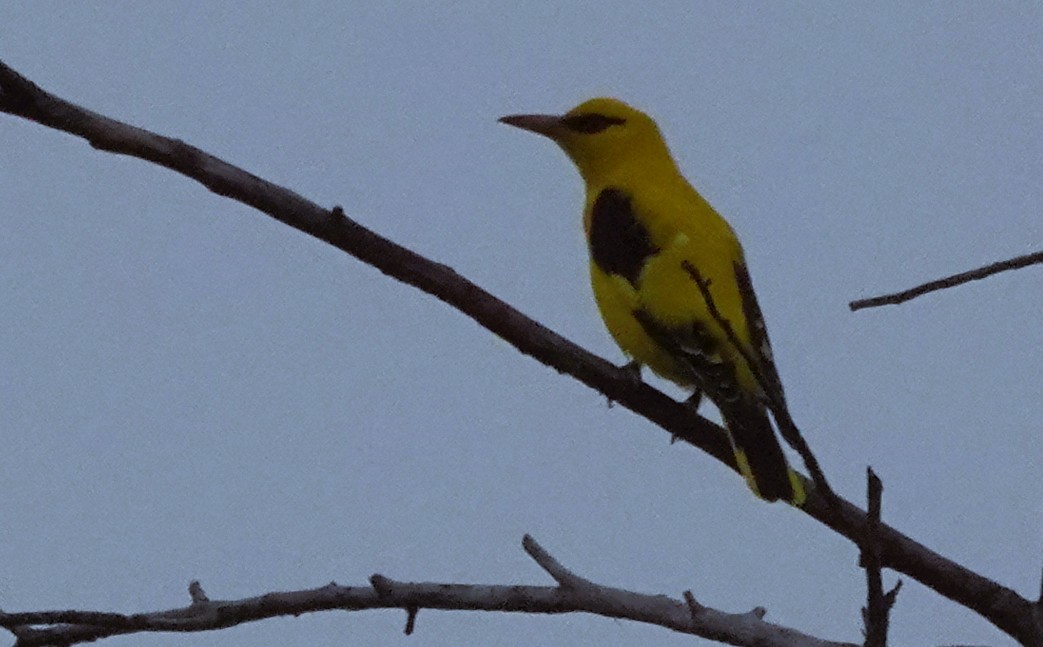 Вивільга індійська - ML646300878