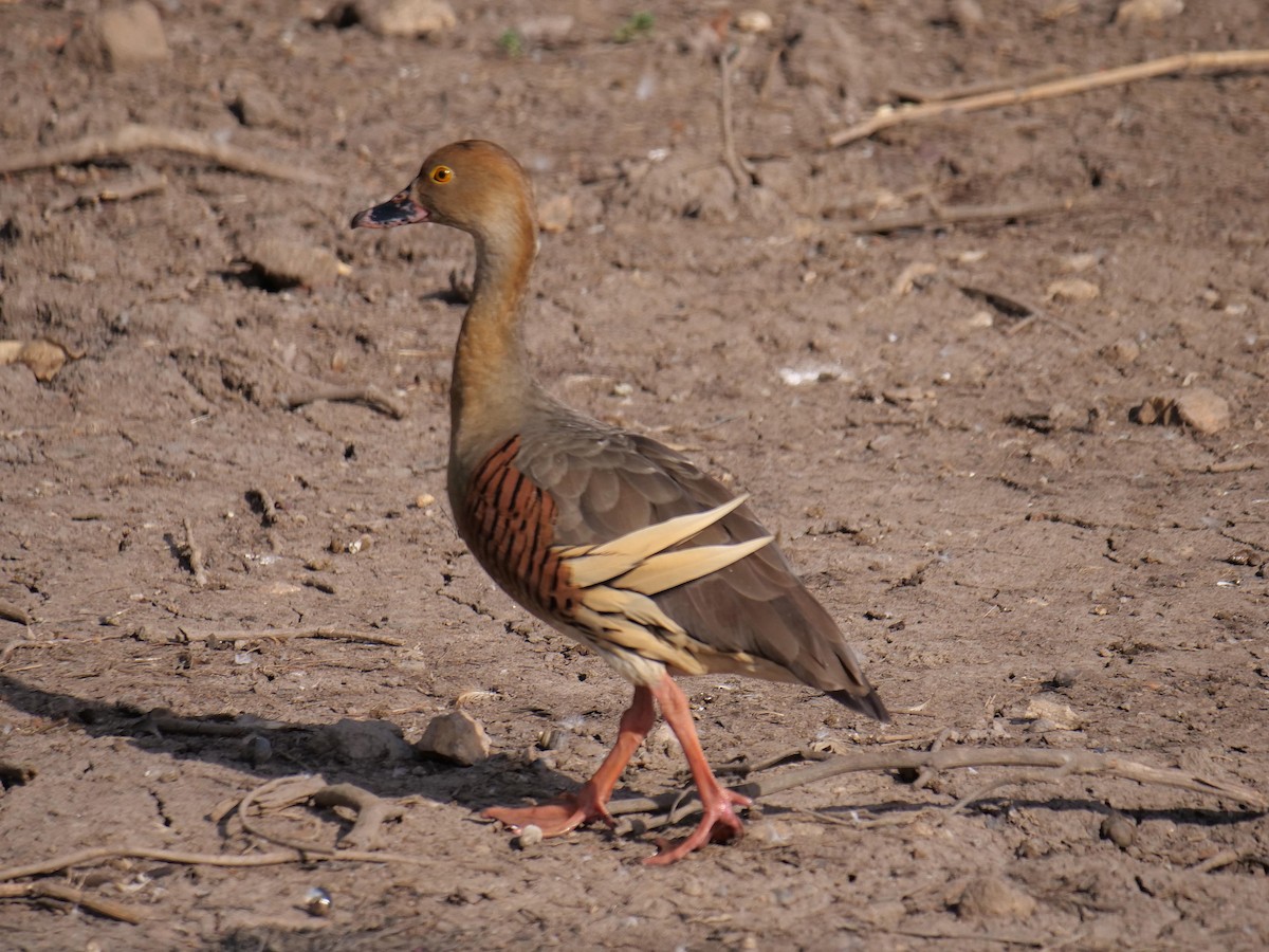 Свистач австралійський - ML646300880
