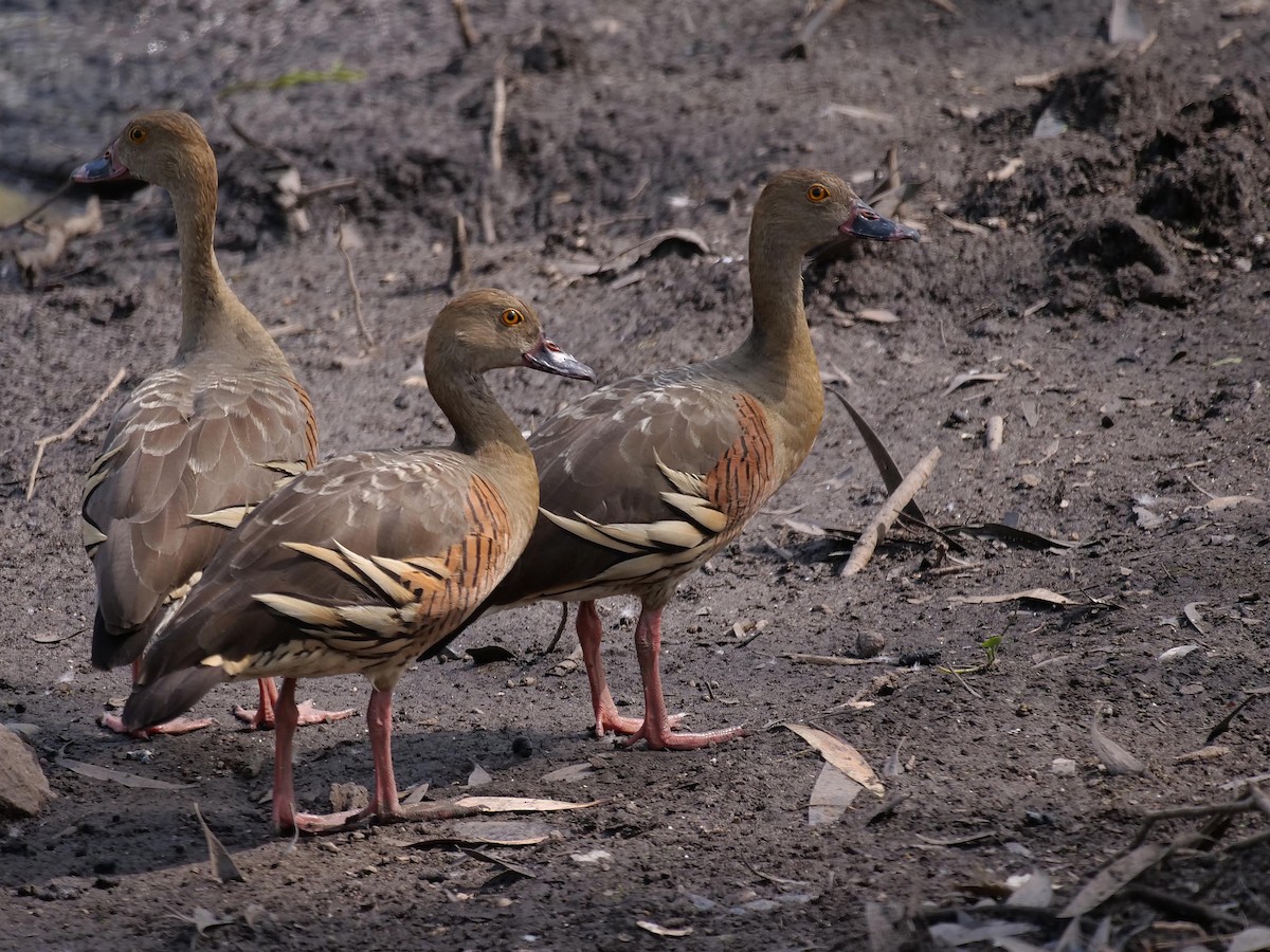 Свистач австралійський - ML646300881