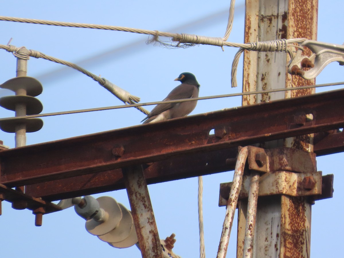 Майна індійська - ML646300882