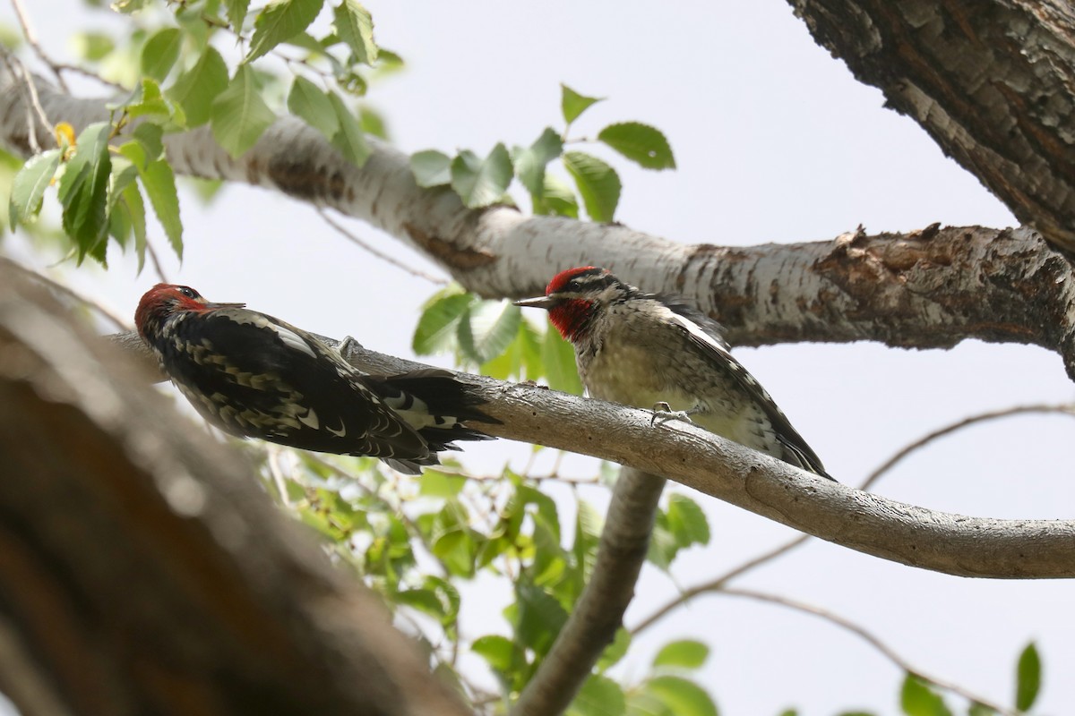 Дятел-смоктун білочеревий/червоноголовий - ML646300883