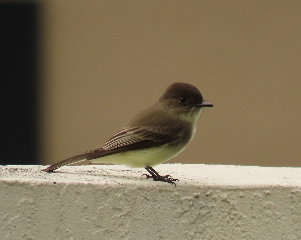 Феб буроспинний - ML646300884