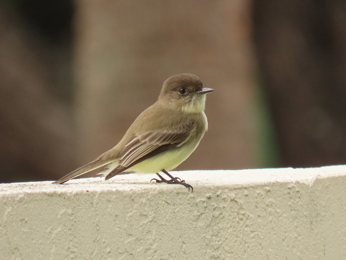 Феб буроспинний - ML646300885