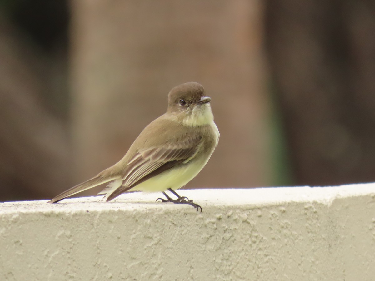 Феб буроспинний - ML646300886