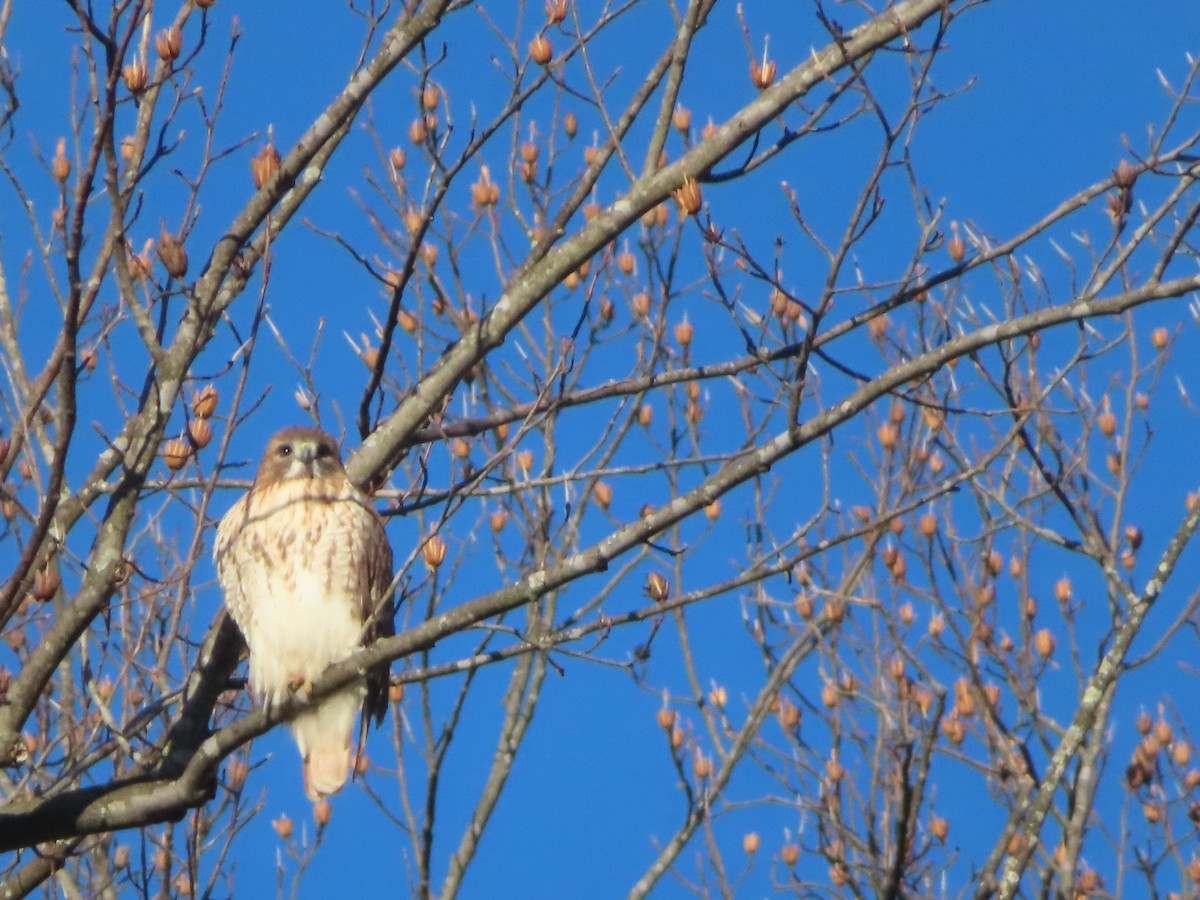 Канюк неоарктичний - ML646300887