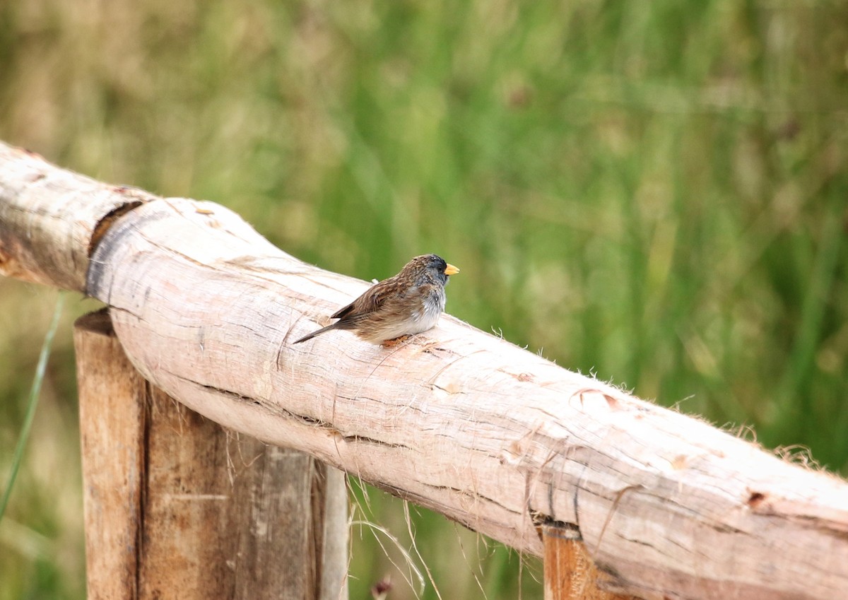 Band-tailed Sierra Finch - ML646300889